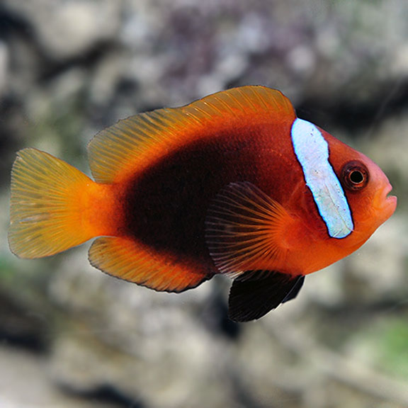 Cinnamon Clownfish - Captive Bred