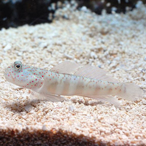 Pink Spot Goby