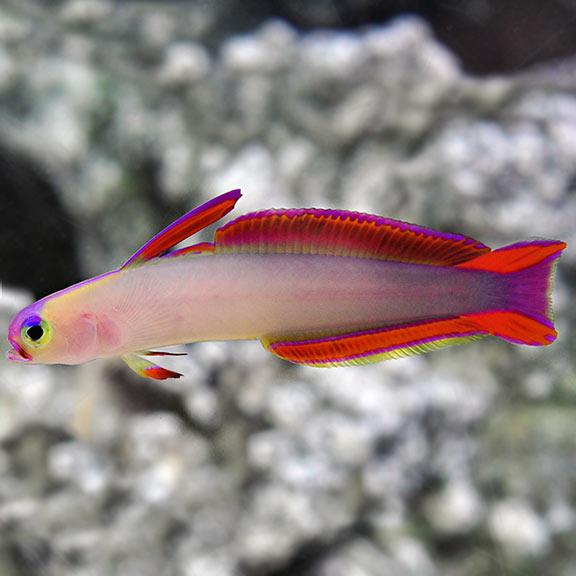 Purple cheap firefish care