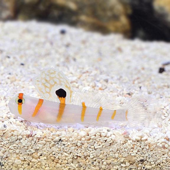 Randall's  Goby