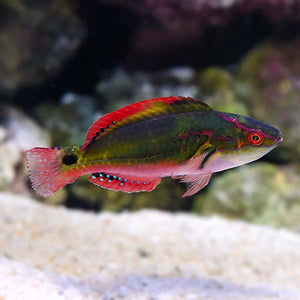 Red Head Fairy Wrasse