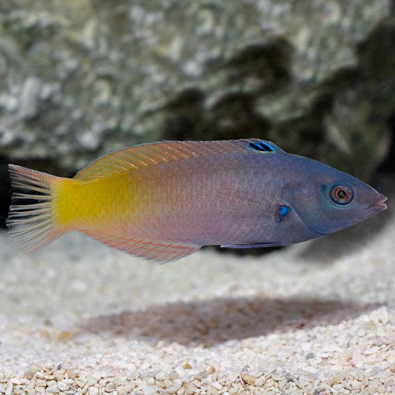 Two Tone Wrasse