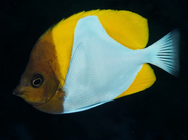 Yellow Pyramid Butterflyfish